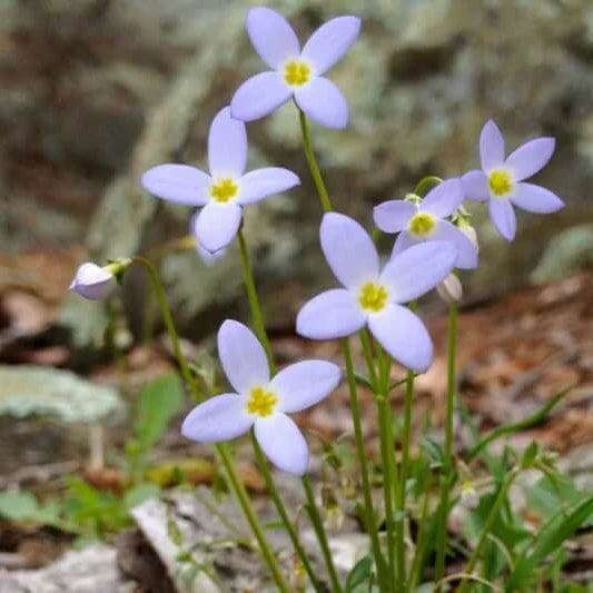 Bluets Flower plant