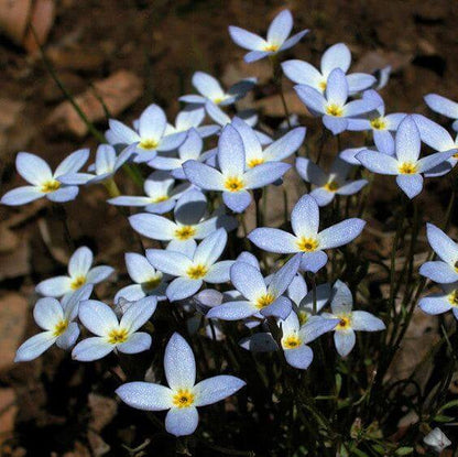Bluets Flower plant