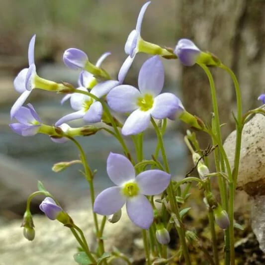 Bluets Wildflower plant