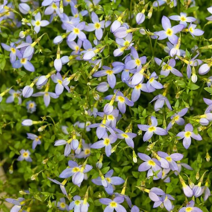 Bluets Wildflower plant