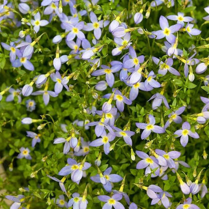 Bluets Wildflower plant