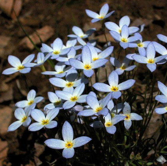 Bluets Wildflower plant