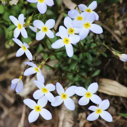 Bluets Wildflower plant