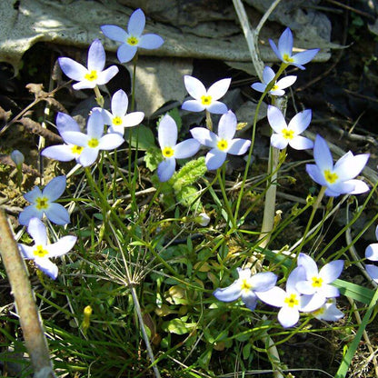 Bluets Wildflower plant