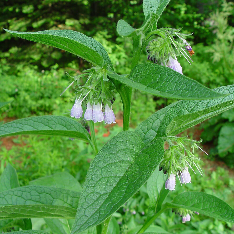 Bocking 14 plant