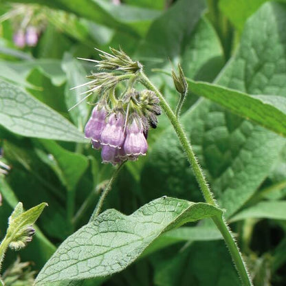 Bocking 14 plant