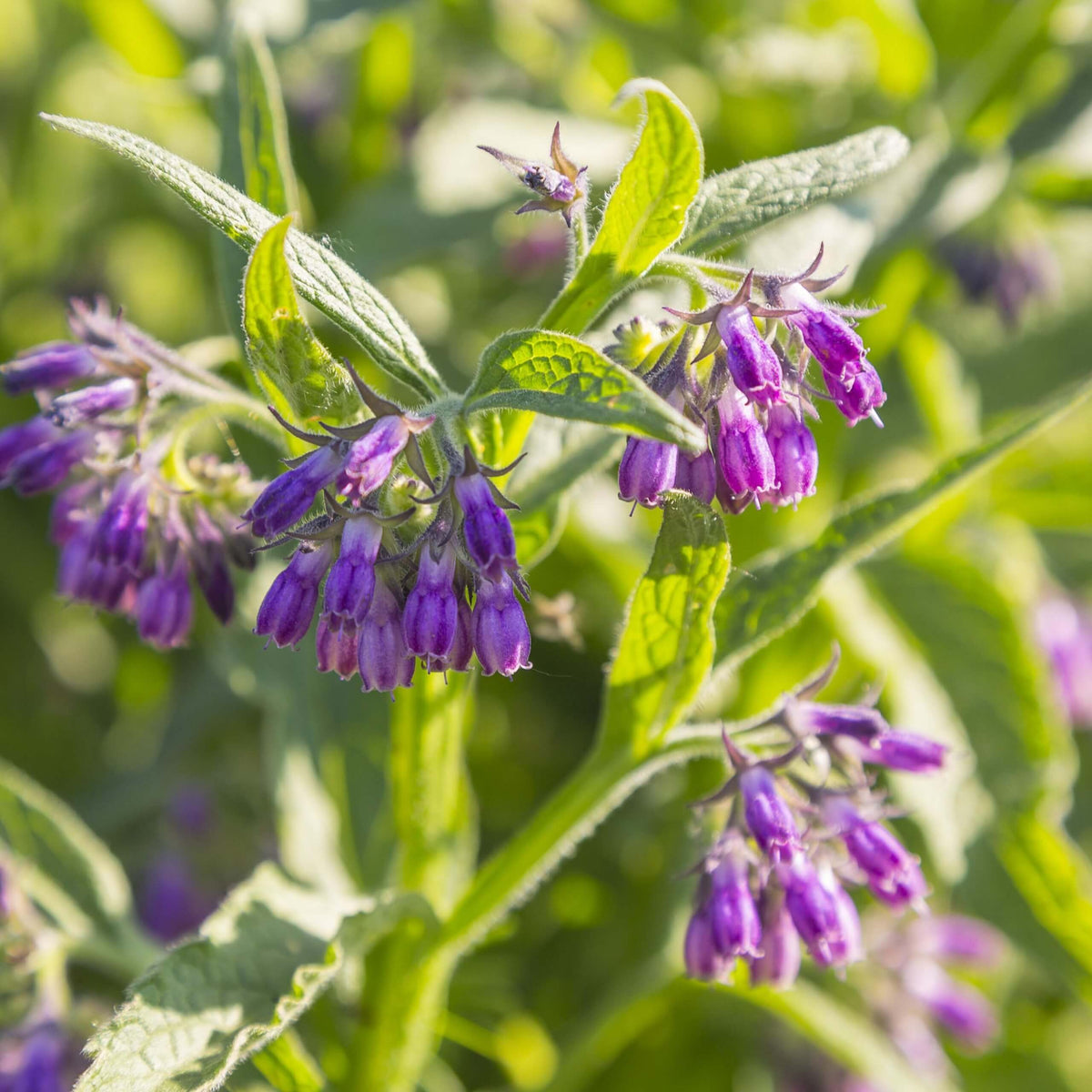 Bocking 14 plant
