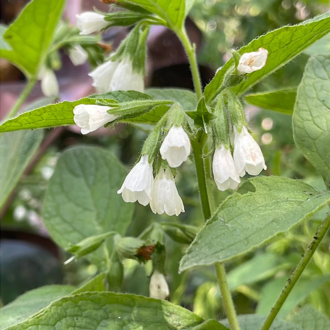 Bocking 14 plant