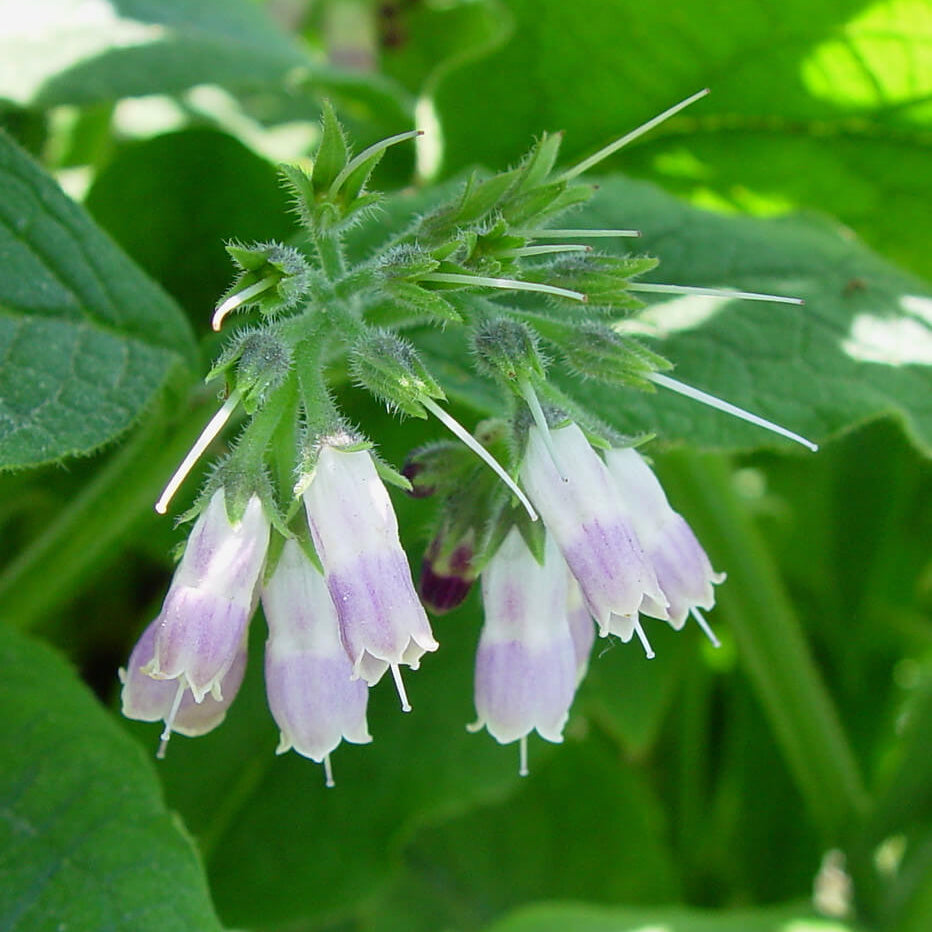 Bocking 14 plant