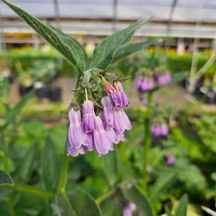 Bocking Series plant