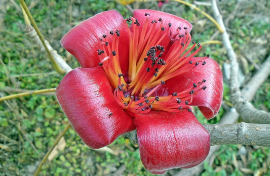Bombax Ceiba flower seeds