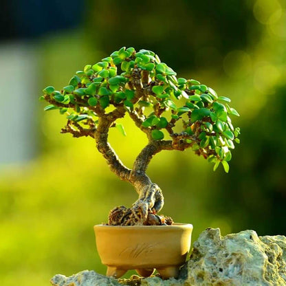 Bonsai Jade Plant