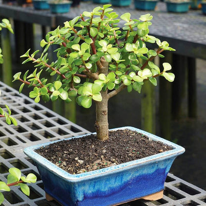 Bonsai Jade Plant