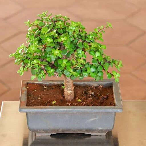 Bonsai Jade Plant