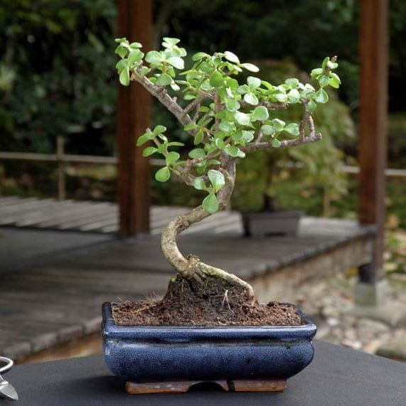 Bonsai Jade Plant