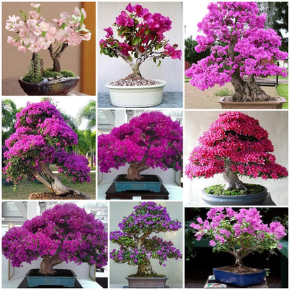 Bonsai plant