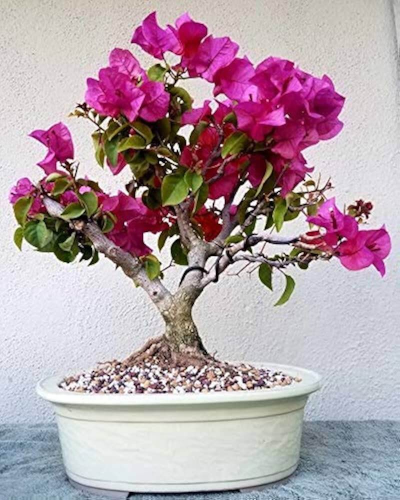 Bonsai plant