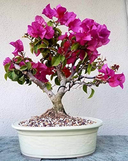 Bonsai plant
