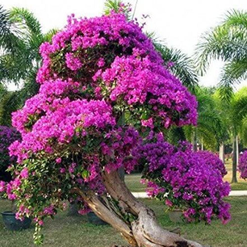 Bonsai plant