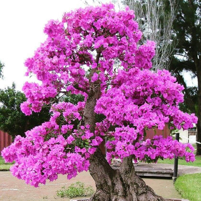 Bonsai plant