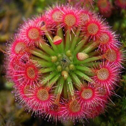 Bonsai Sundew plant
