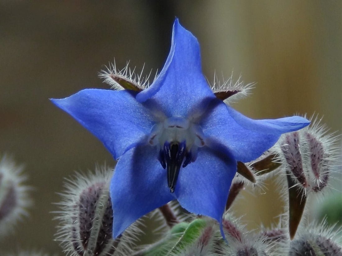 Borago Officinalis flower seeds