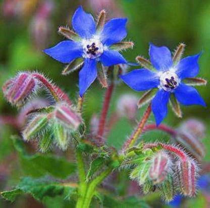 Blue Star Borage plant