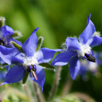 Blue Star Borage plant