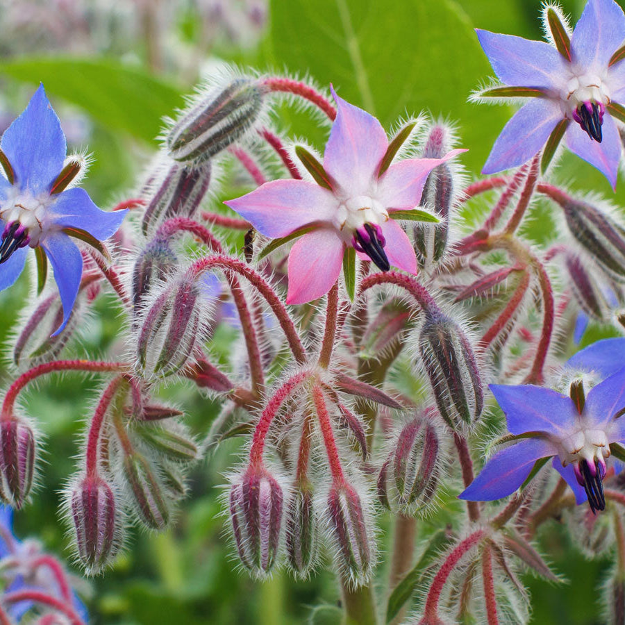 Edible Blue Borage plant