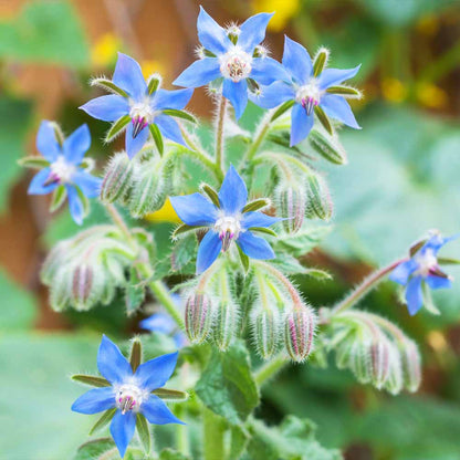 borage-flower-seeds-for-planting