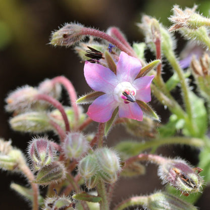 and White Borage plant