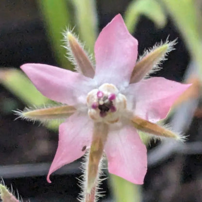 and White Borage plant