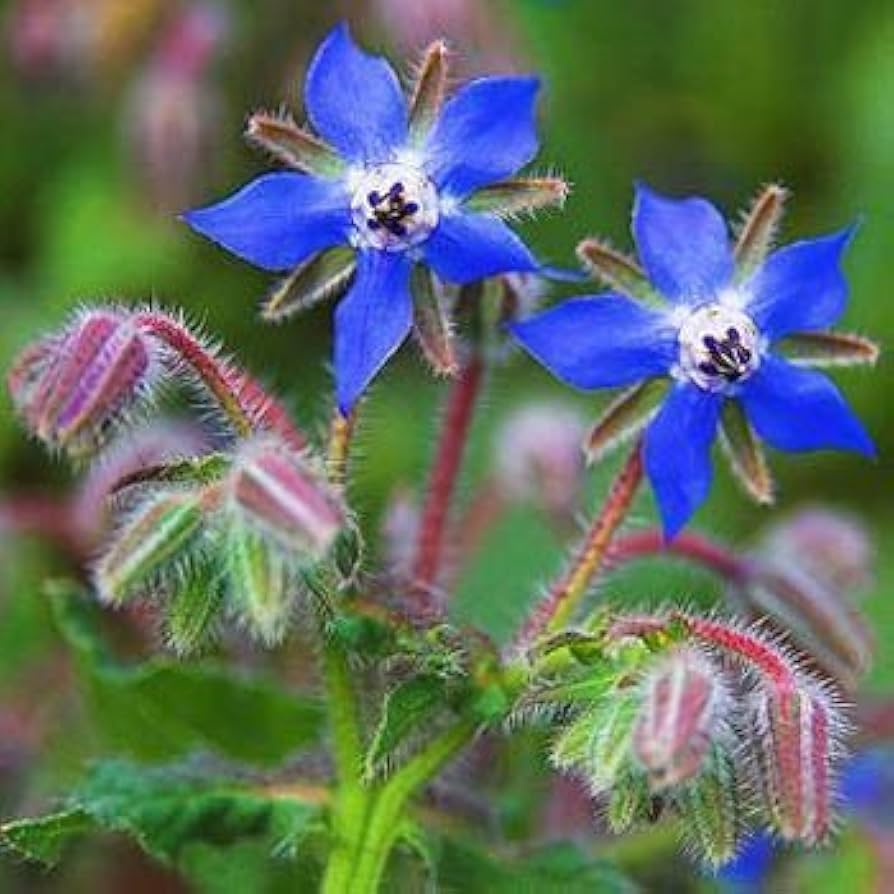 Purple Borage plant