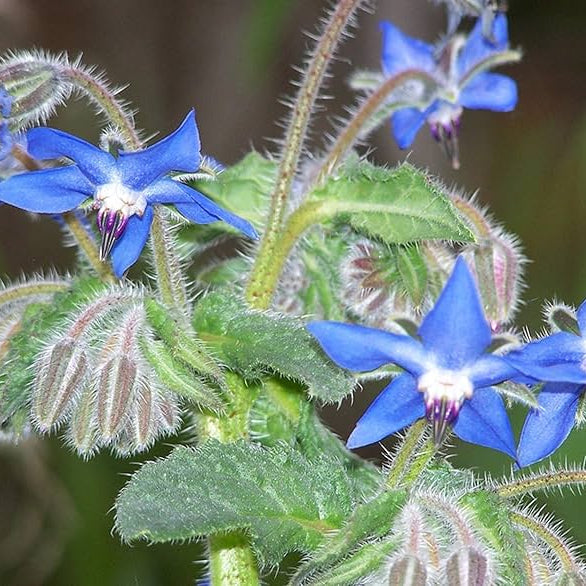 Purple Borage plant