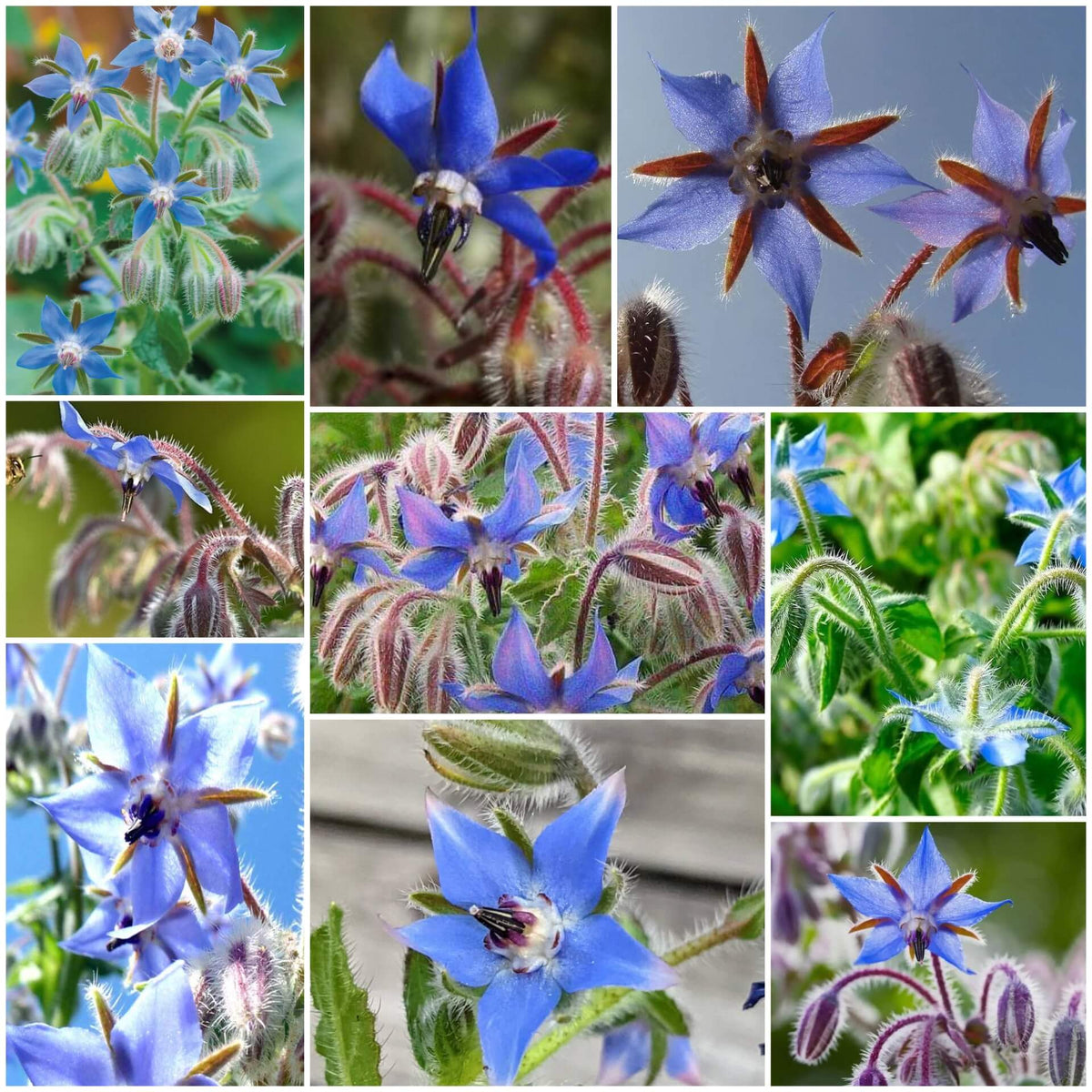 Borage plant
