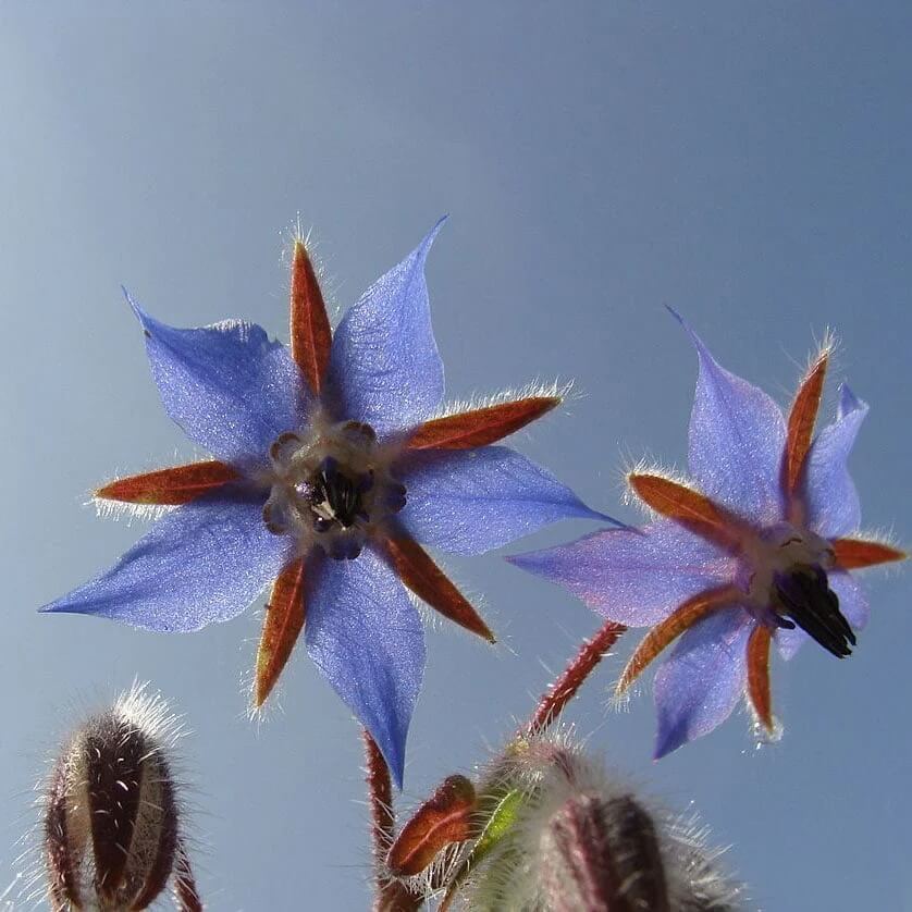 Borage plant