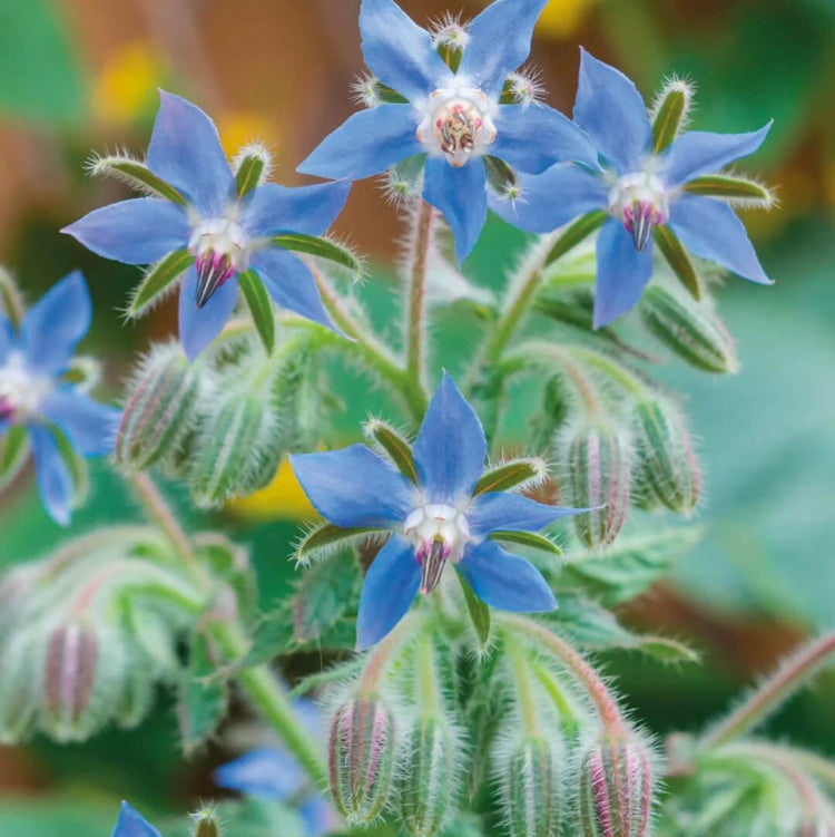 Borage plant