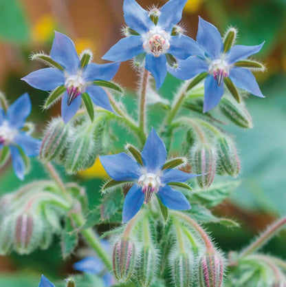Borage plant