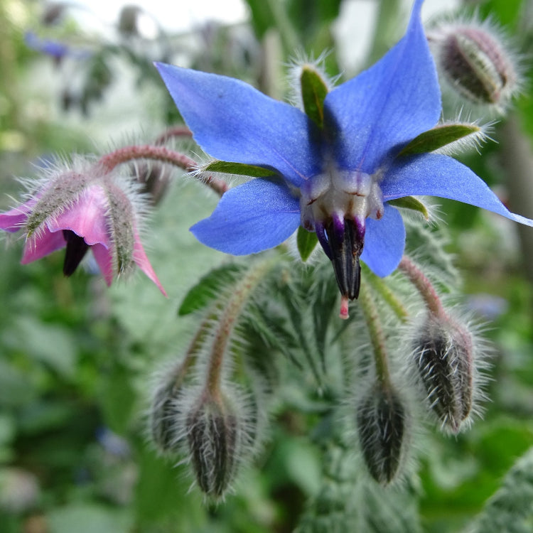 & Pink Borage plant