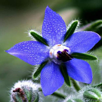 Blue Star Borage plant