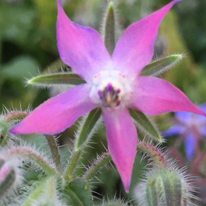 and White Borage plant
