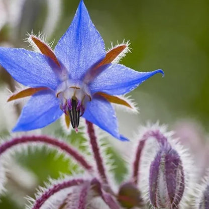 Purple Borage plant