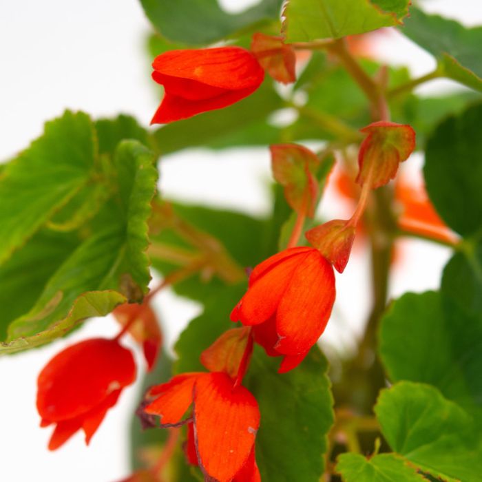 Orange Bossa flower seeds