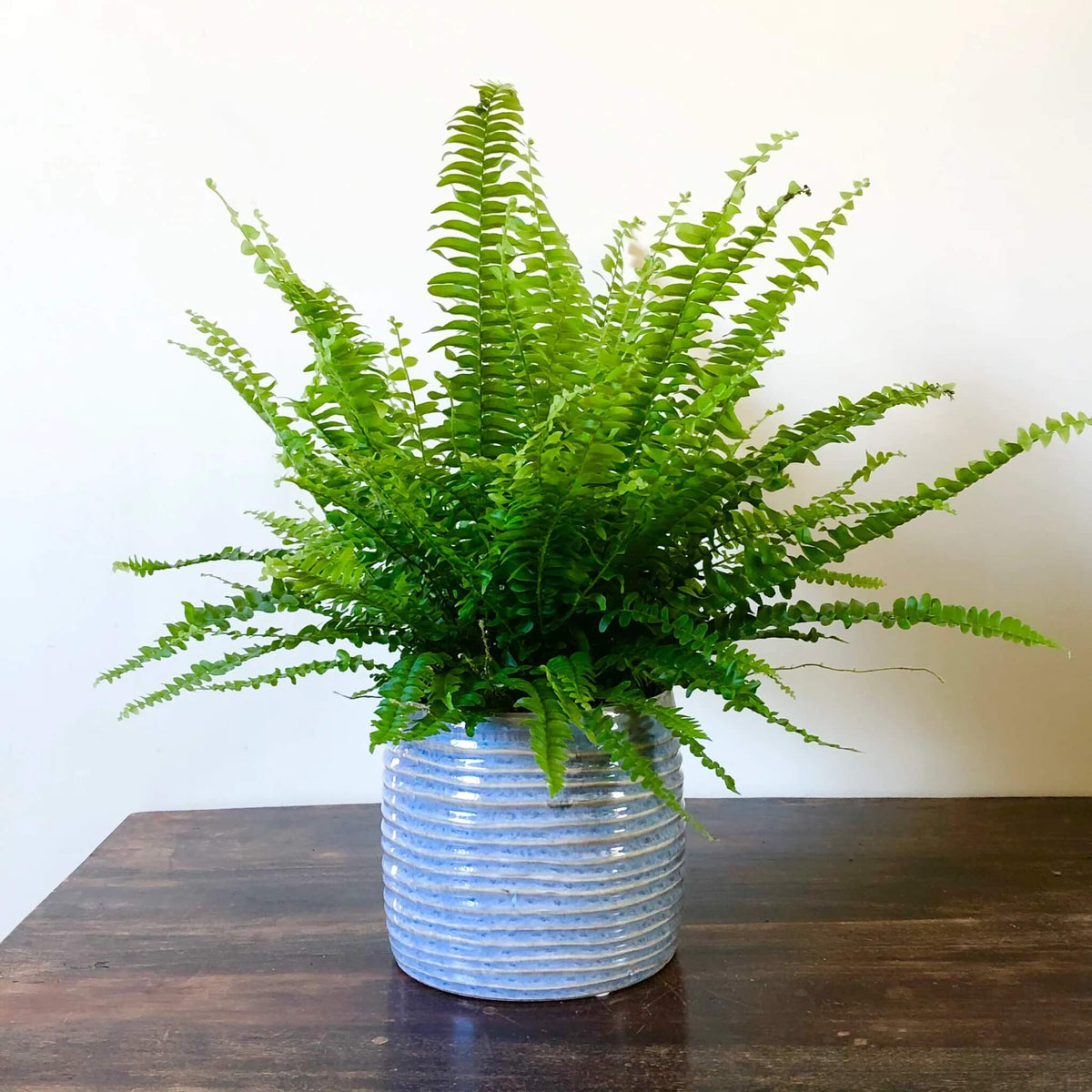 Boston Fern plant