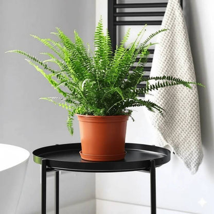 Boston Fern plant