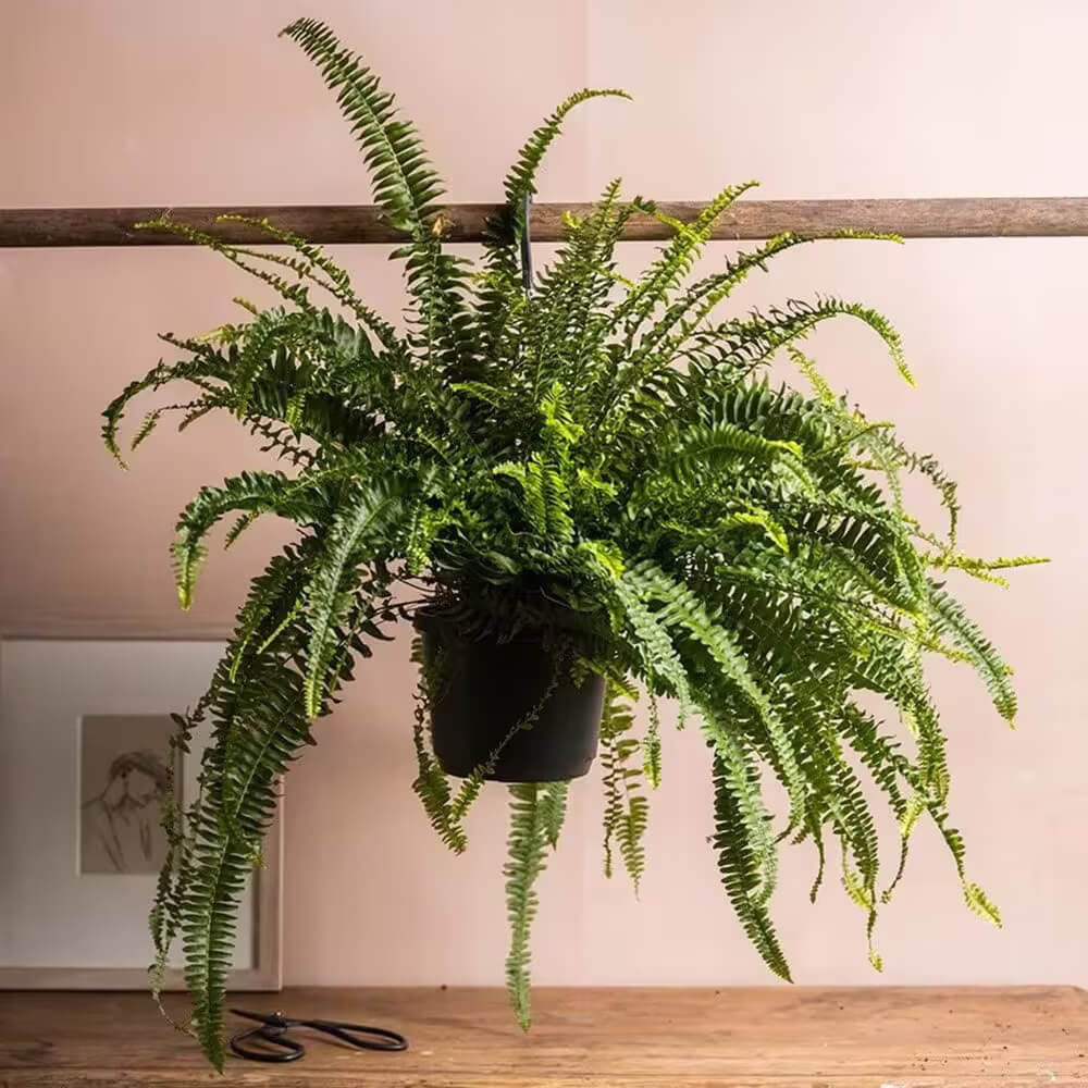 Boston Fern plant