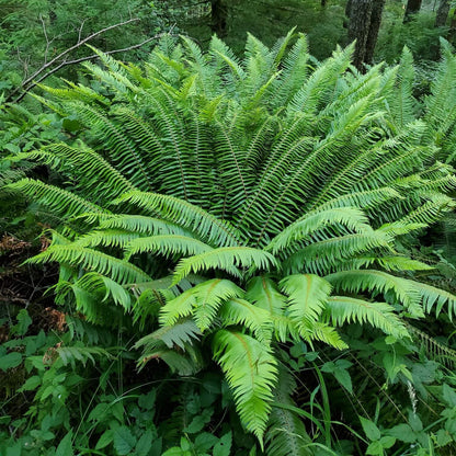 Boston Fern plant