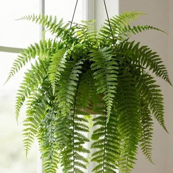Boston Fern plant