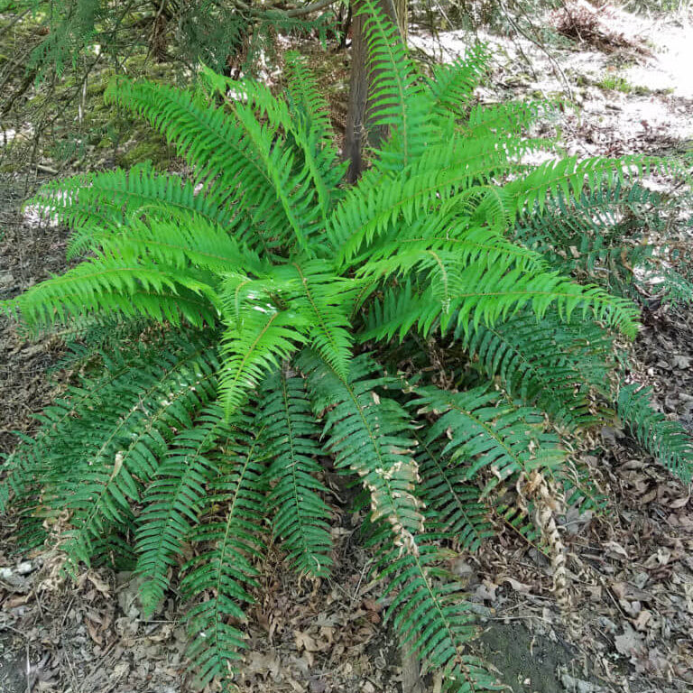 Boston Fern plant