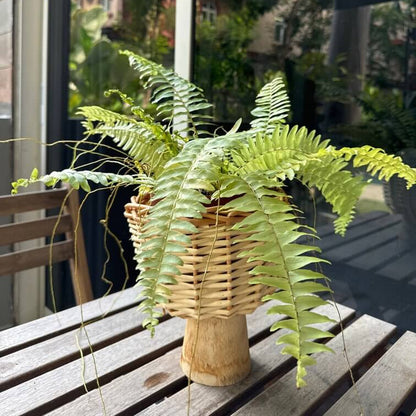 Boston Fern plant